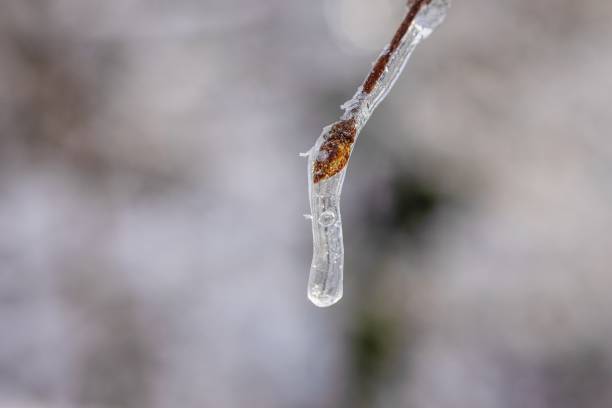 Image of a tree bud covered in ice in winter sunlight