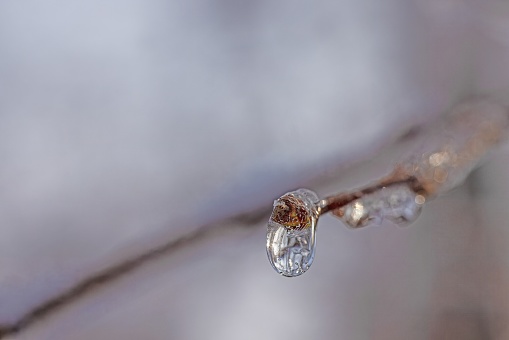 Image of a tree bud covered in ice in winter sunlight