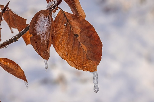 Image of a tree leaf covered in ice in winter sunlight