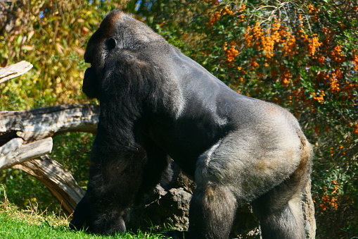 Western lowland gorilla, biopark, Valencia, Spain