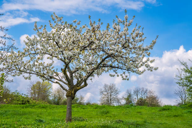 Blooming cherry trees under a white-blue sky in Frauenstein/Germany in the Rheingau