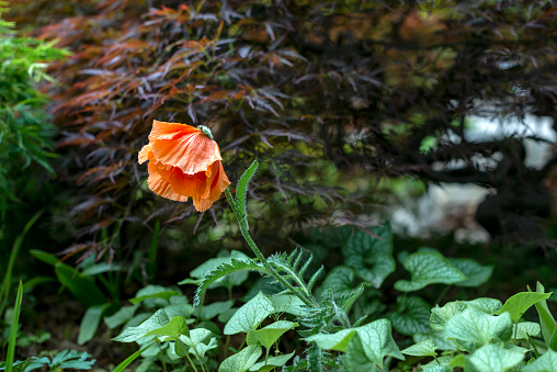 eastern poppy, plant for pollinators