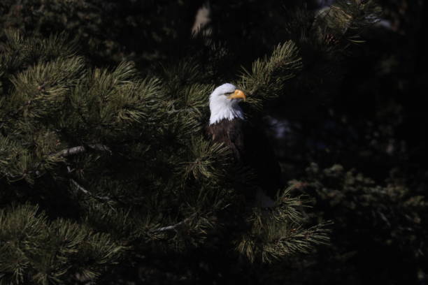 istock Bald Eagles Fishing 1980322723