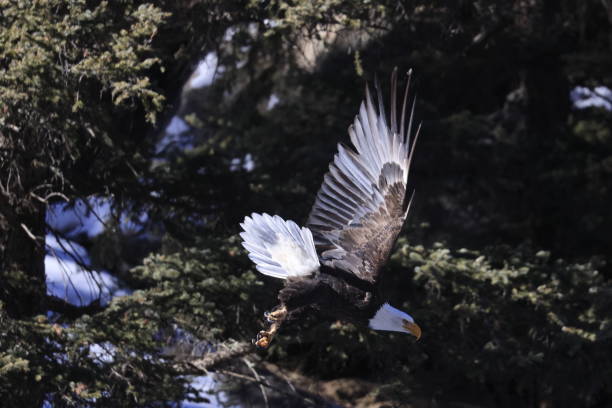 istock Bald Eagles Fishing 1980323249