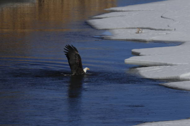 istock Bald Eagles Fishing 1980323778