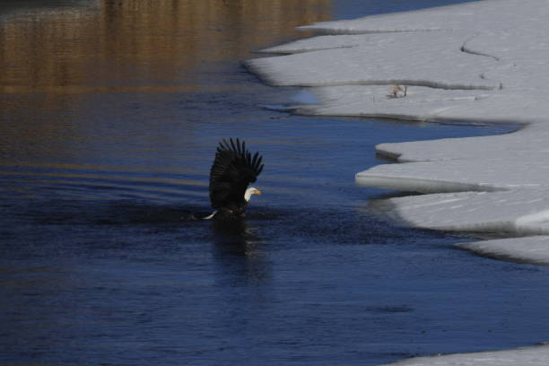istock Bald Eagles Fishing 1980323780