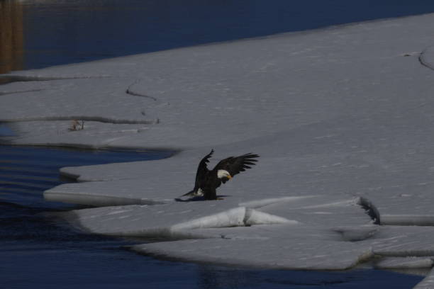 istock Bald Eagles Fishing 1980324294