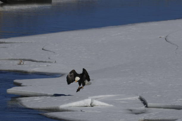 istock Bald Eagles Fishing 1980324298