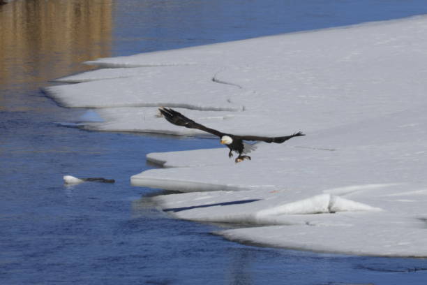 istock Bald Eagles Fishing 1980325343