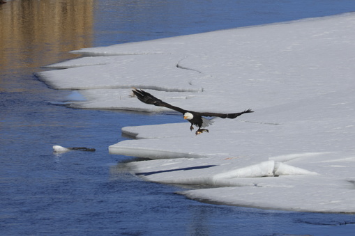 Bald eagles fishing in the South Platte River Colorado