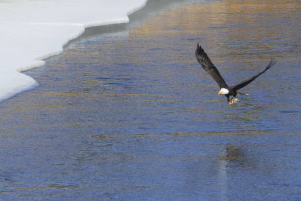 istock Bald Eagles Fishing 1980325870