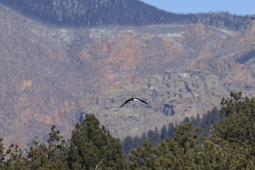The Common Raven (Corvus corax) is known for its intelligence and opportunistic behavior. In this picture, the Raven might be attempting to drive the Bald Eagle (Haliaeetus leucocephalus) away from its territory or a food source.\n\nBald Eagles are powerful predators and can pose a threat to other birds, including ravens.  One animal harassing another is quite common in the natural world and often involves a territorial or competitive interaction between the two species.  By harassing the Bald Eagle, the Raven could be trying to assert dominance or establish its territory.\n\nRavens are known to be bold and assertive in defending their resources. Additionally, harassing larger predators like the Bald Eagle could potentially reduce competition for food or nesting sites in the area.  It is also possible that the Raven is simply being curious or mischievous. Ravens are known for their playful behavior, and they might harass other birds out of sheer curiosity or for entertainment.\n\nThis Raven was photographed while harassing a Bald Eagle perched in a dead tree on Campbell Mesa in the Coconino National Forest near Flagstaff, Arizona, USA.