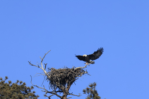 Bald eagles at the nest before the breeding season