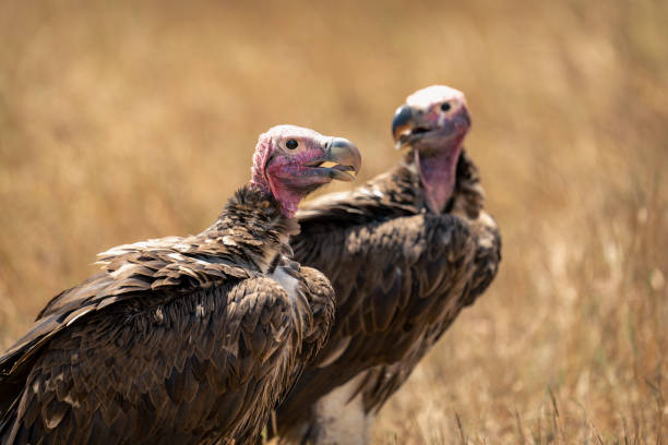 ビリヤードキューVULTURE close-up-of-two-lappet-faced-