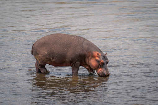 Common hippopotamus stands drinking in shallow river