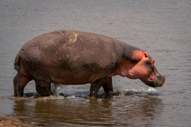 istock Common hippopotamus walks through shallows in sunshine 1980342177