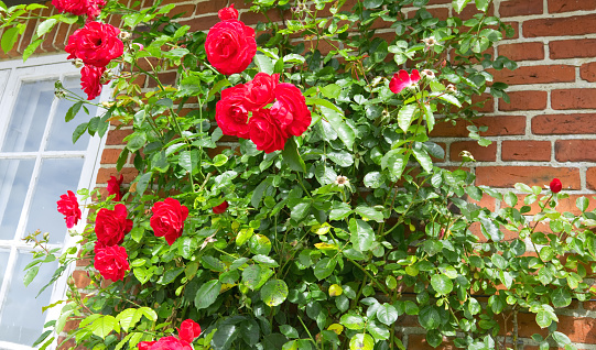 Climbing roses on an old house wall