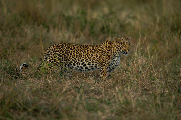 istock Female leopard stands staring in tall grass 1980346498