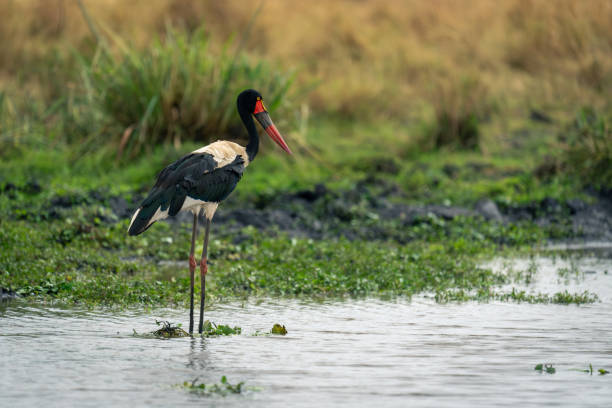 istock Female saddle-billed stork in waterhole in profile 1980347547