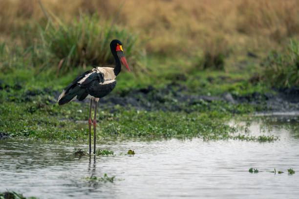istock Female saddle-billed stork in waterhole watches camera 1980347548