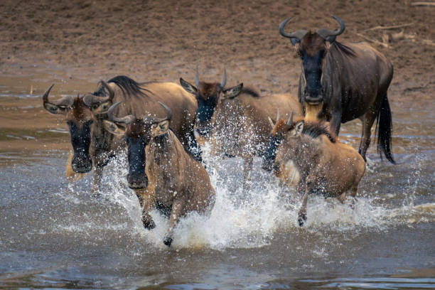 istock Five blue wildebeest gallop through shallow river 1980348093