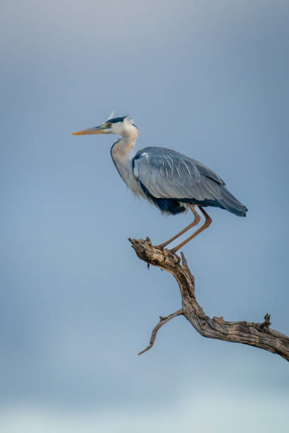 istock Grey heron crouches on branch against clouds 1980353289