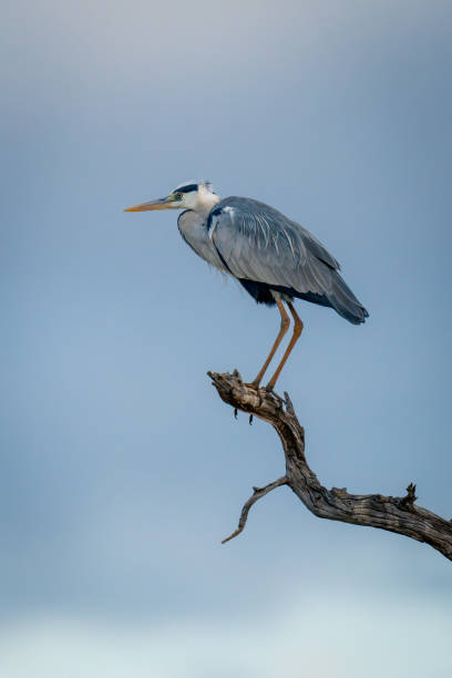 istock Grey heron crouches on branch under clouds 1980353830