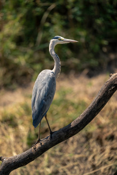 istock Grey heron on diagonal branch in profile 1980353839