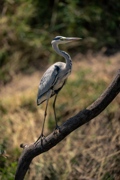 istock Grey heron on diagonal branch in sunshine 1980353840