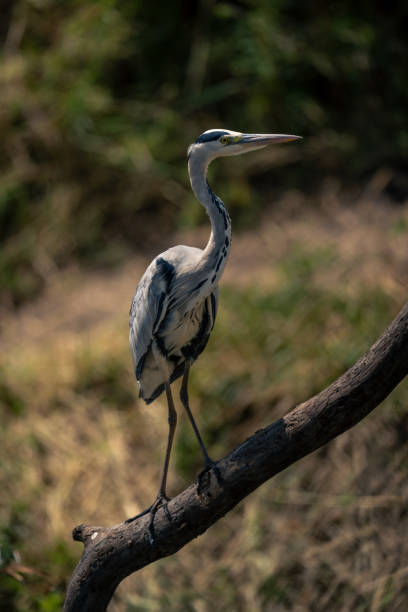 istock Grey heron on diagonal branch near trees 1980353846