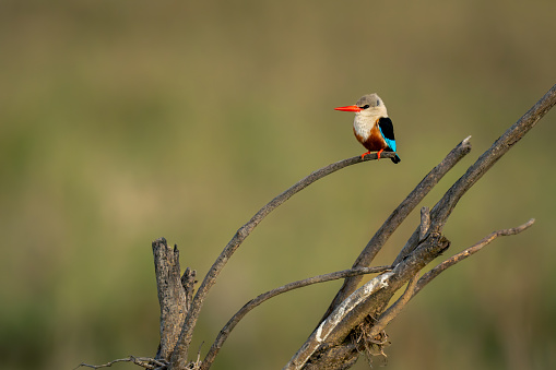Grey-headed kingfisher on curved branch in profile
