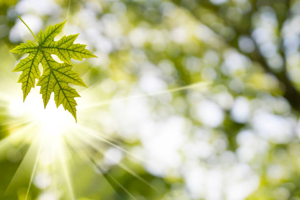 Blooming young bud on a tree branch with blurry background macro shot spring