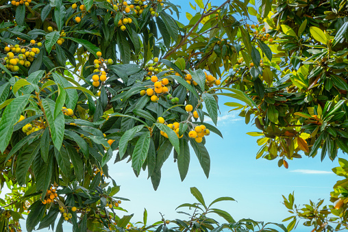 The tree is full of loquat fruit. The colors are orange, yellow and green. There are many Mughal gardens in Srinagar,  Jammu and Kashmir state, India.