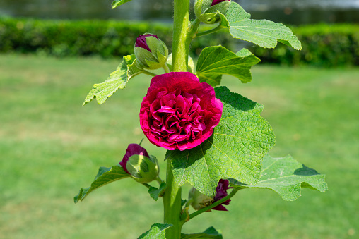 Red hollyhock flowers (Althaea rosea) are blooming with buds next to them. There are many Mughal gardens in Srinagar,  Jammu and Kashmir state, India.