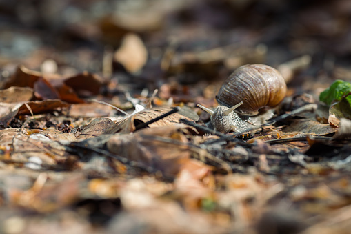 A snail with his shell on the ground in the forest in autumn season