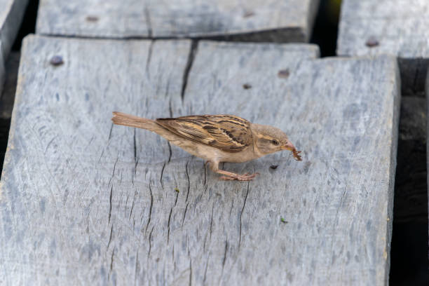 Little Birds fall from tree