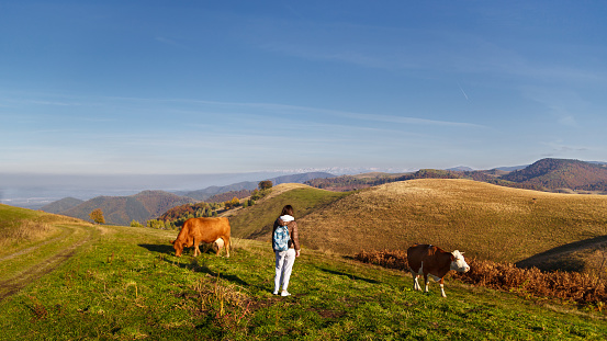 A tourist girl stands near two brown color cows graze on green grass in mountain meadow on sunny day in Carpathian Mountains, Paltinis, Romania. Agritourism concept.