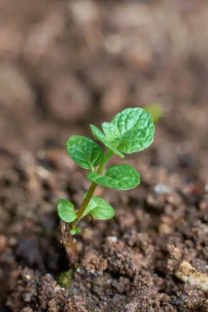 Photo of close-up of mint plant, green fragrant herb