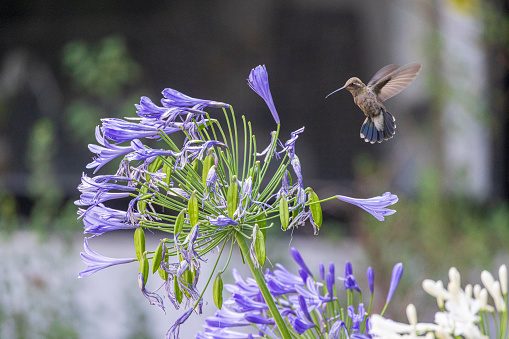 A beautiful picture of a  hummingbird  in a garden