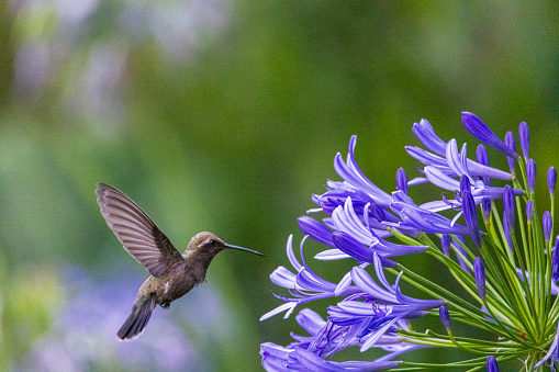 A beautiful picture of a  hummingbird  in a garden