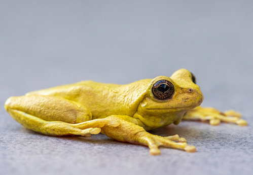 Golden arrow frog (Phyllobates terribilis) sitting on top of peat bog.This frog has bright colored body.