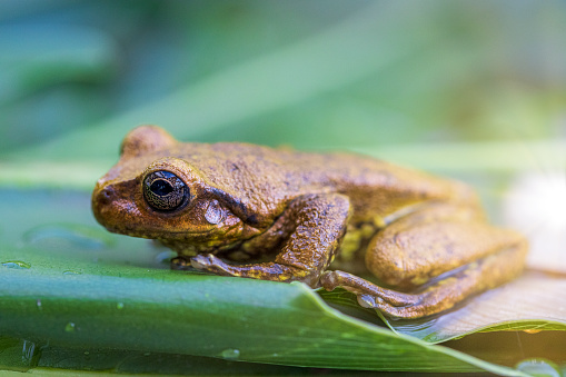 A curious frog in a garden