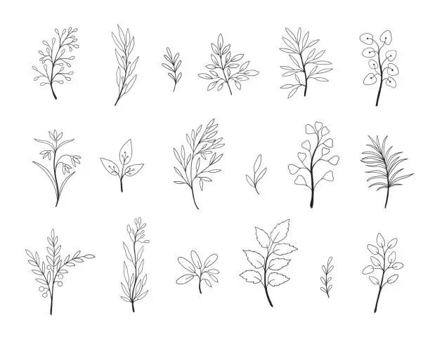 Vector illustration of Set of simple doodles of flowers and twigs. Sketch of branch, foliage,leaves, berries