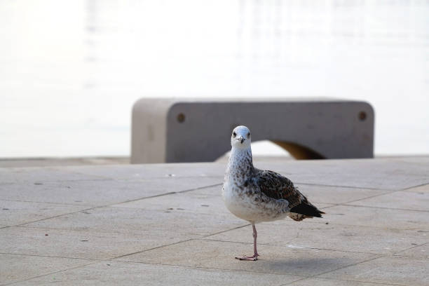 istock Seagull by the Sea 1980425666