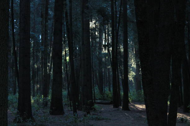 istock Trees in the woods 1980428400