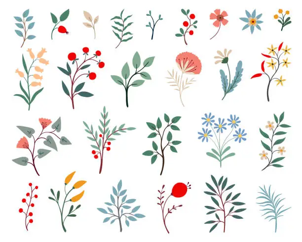 Vector illustration of Set of various wild flowers and herbs.