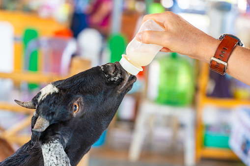 Feeding milk to a goatling in contact zoo in Thailand. High quality photo