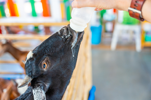 Feeding milk to a goatling in contact zoo in Thailand. High quality photo