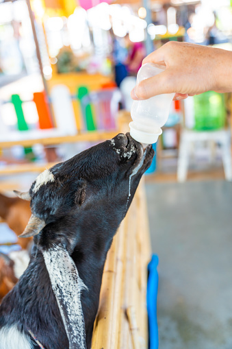 Feeding milk to a goatling in contact zoo in Thailand. High quality photo