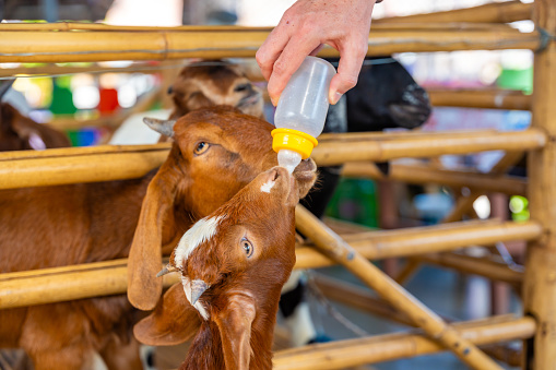 Feeding milk to a goatling in contact zoo in Thailand. High quality photo